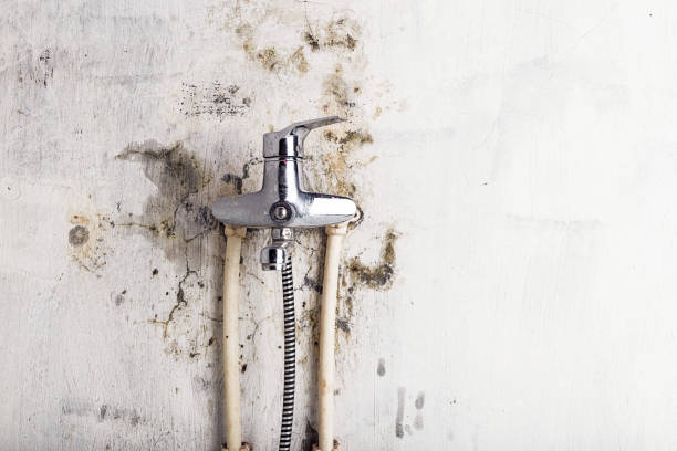 Best Professional Mold Removal  in West Jordan, UT
