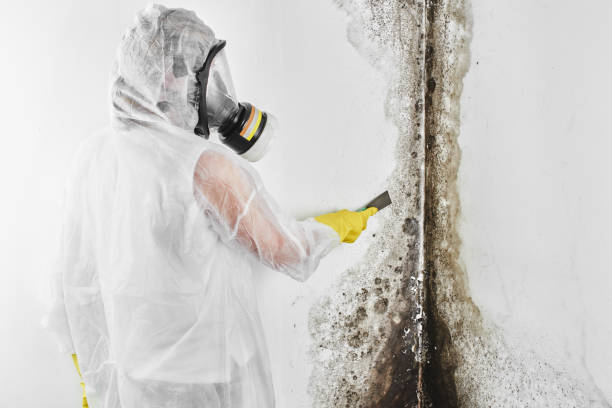 Best Fast Mold Removal  in West Jordan, UT