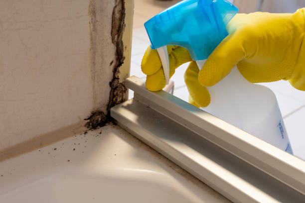 Office Mold Removal Services in West Jordan, UT