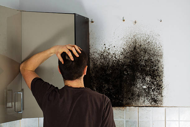 Best Certified Mold Removal  in West Jordan, UT