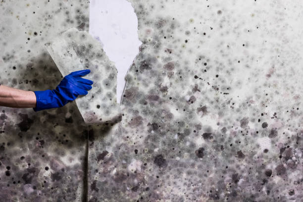 Best Same-Day Mold Removal  in West Jordan, UT